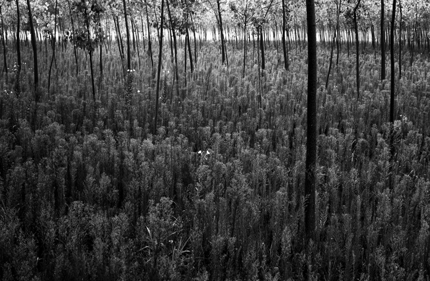 venice trees copy 3